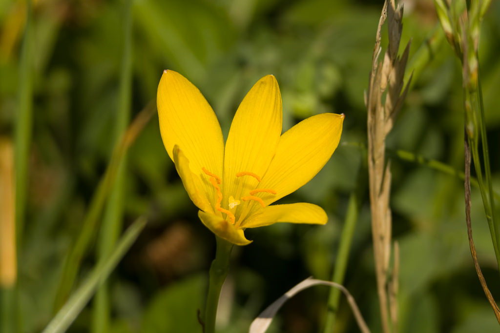 Zephyranthes citrina
